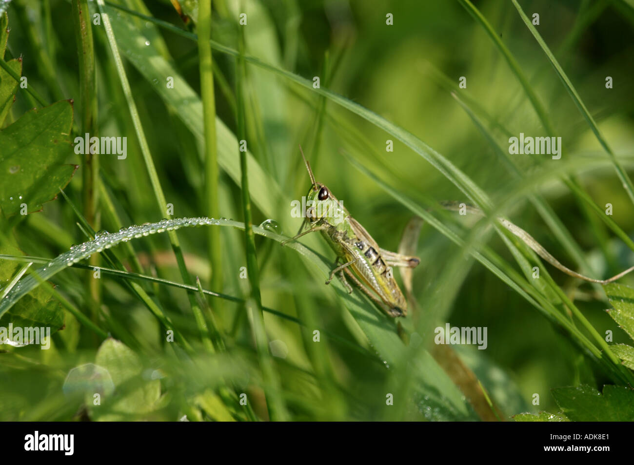 field grasshopper , meadow grasshoper on blade of grass Stock Photo