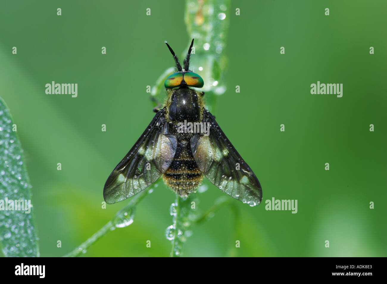 horse-fly / Chrysops relictus Stock Photo - Alamy