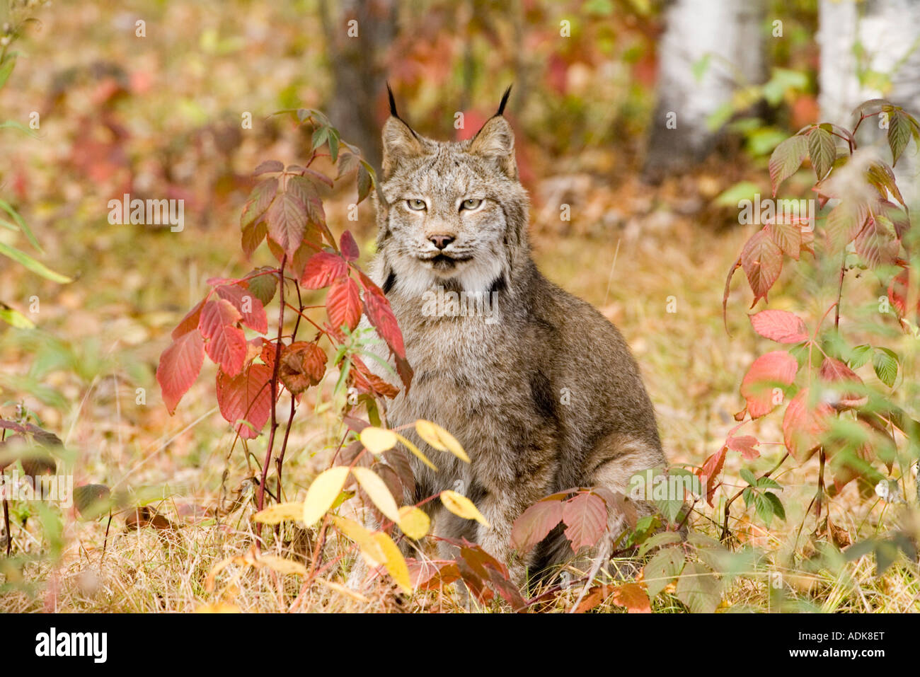 Canadian Lynx Lynx canadensis Sandstome Pine County Minnesota United