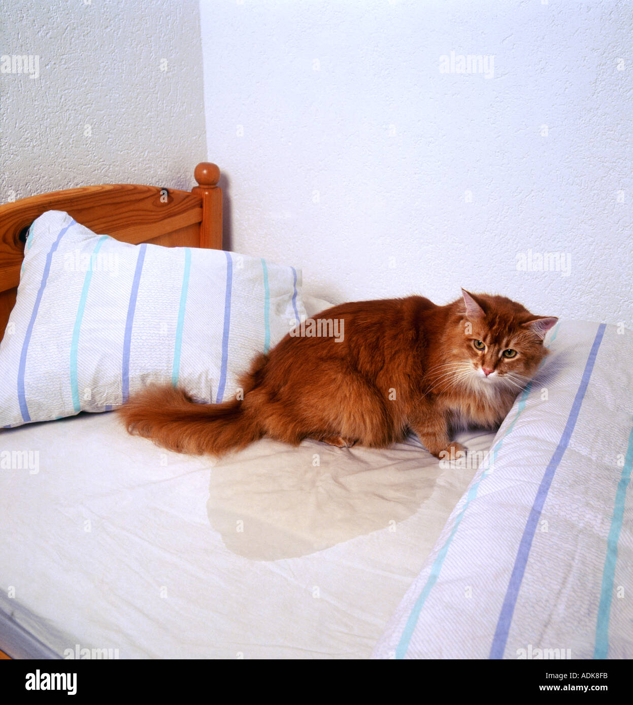 bad habit : cat peeing in bed Stock Photo - Alamy