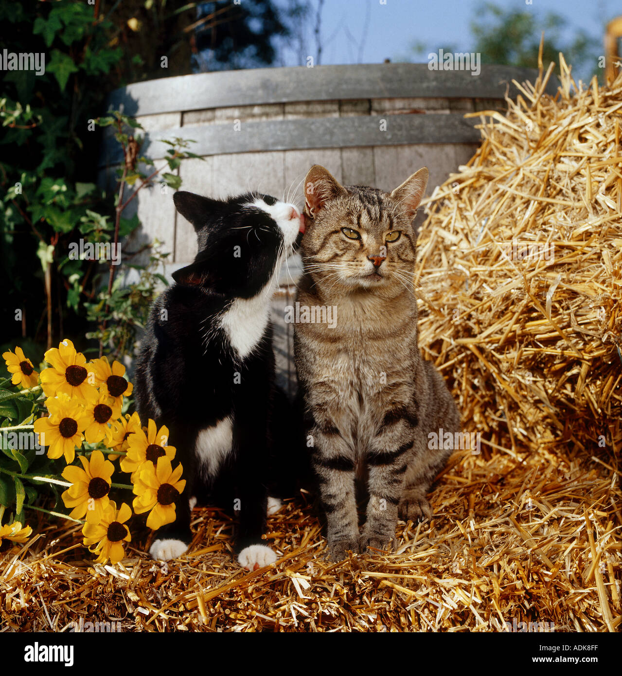 two domestic cats in straw smooching Stock Photo Alamy
