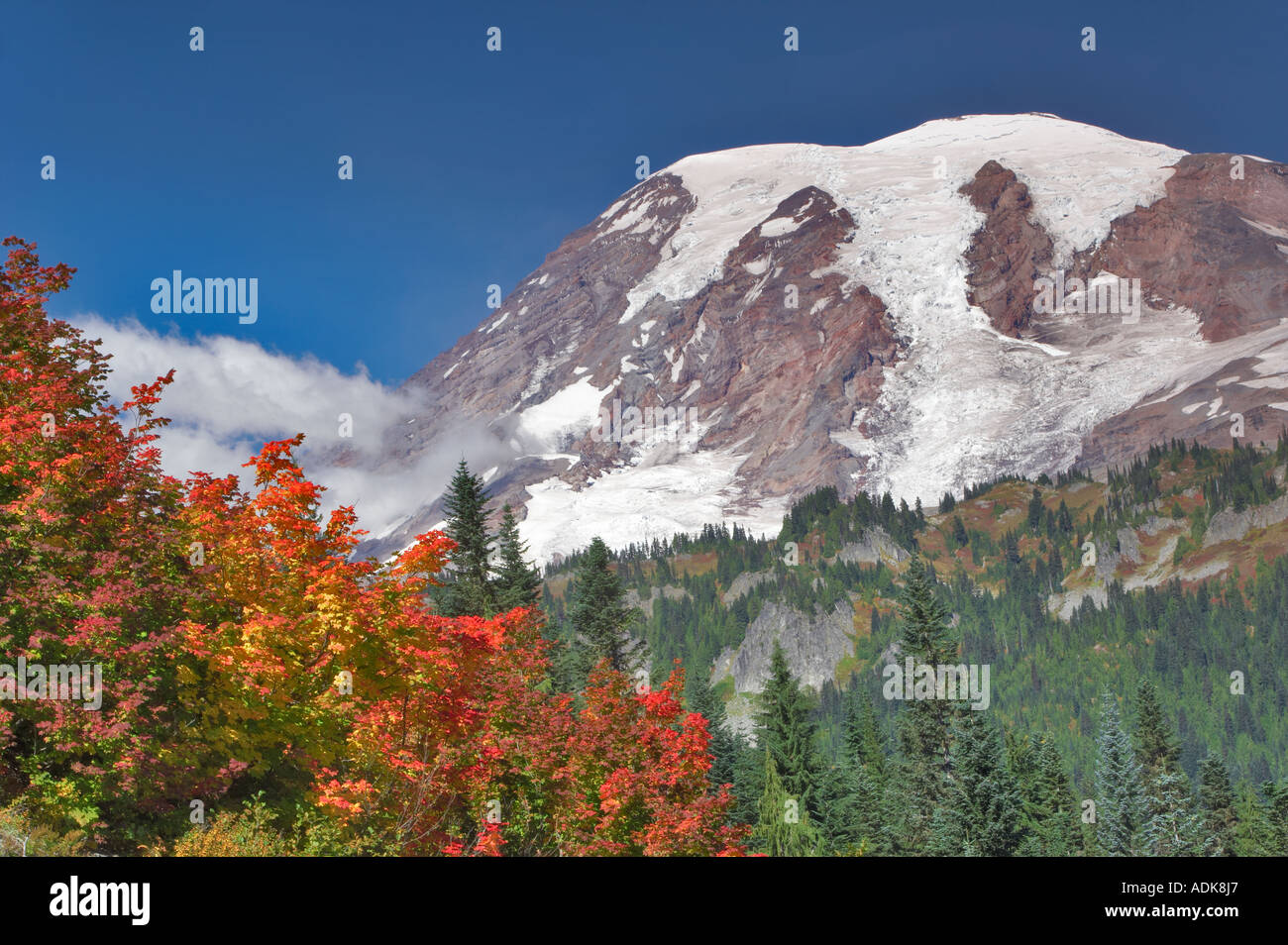 Mt Rainier with vine maple in fall color Mt Rainier National Park Washington Stock Photo