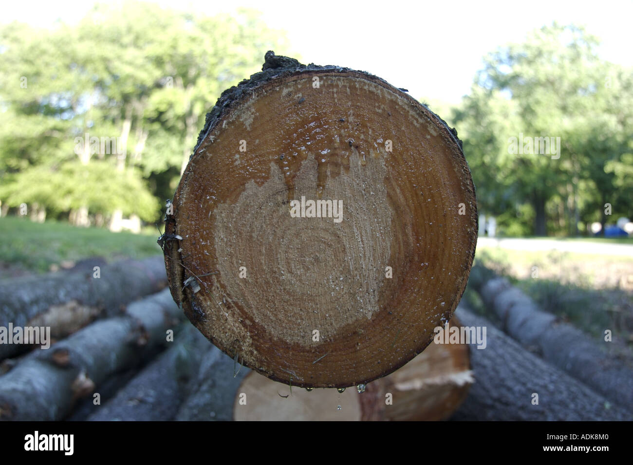 Cut pine tree in residential area shows dripping sap and tree rings ...