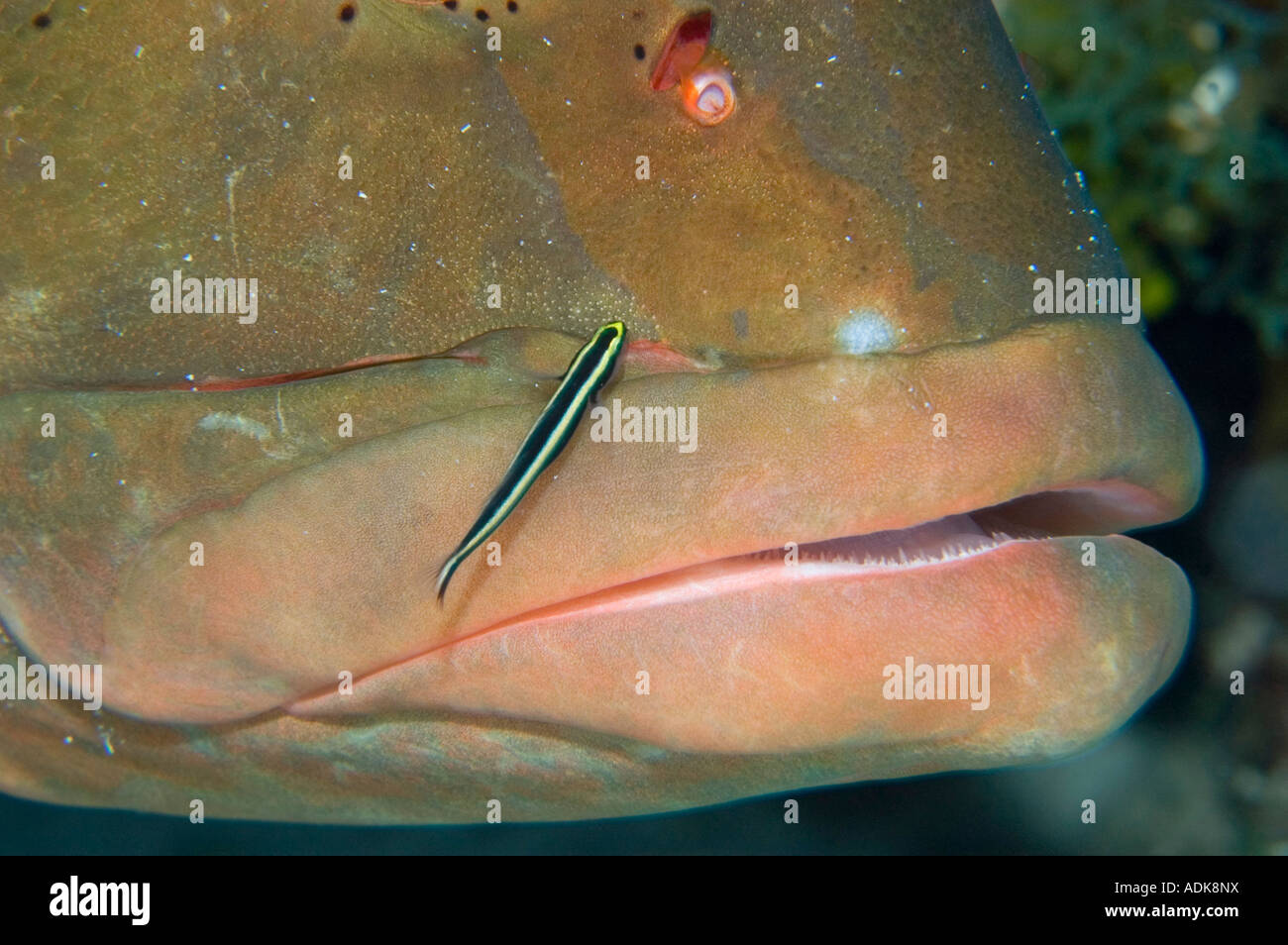 Nassau Grouper at a cleaning station with a cleaning goby in Little Cayman Stock Photo