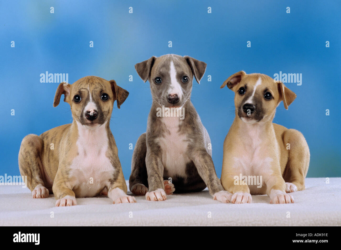 three Whippet dogs - puppies - cut out Stock Photo