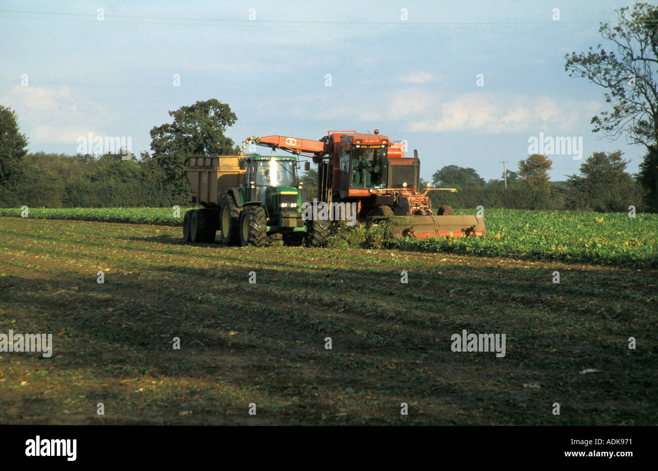 Farming Crop Beet Sugar Beet harvesting Suffolk Stock Photo