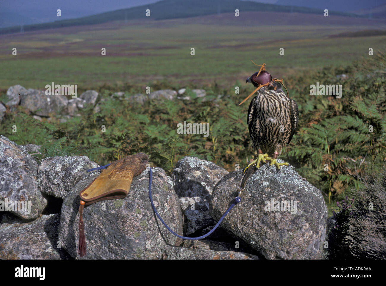Falconry Hooded peregrine standing on wall falconer s glove Stock Photo
