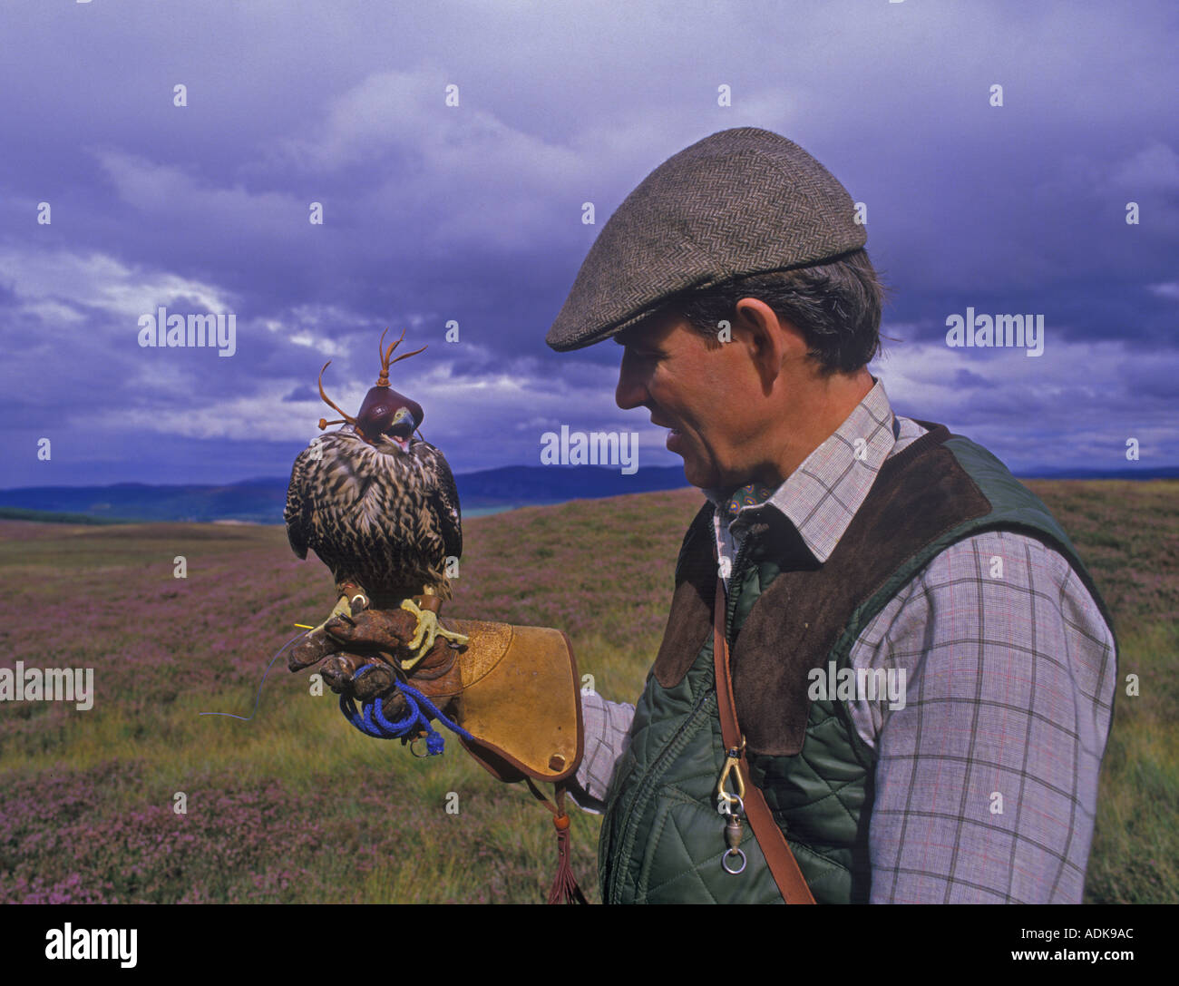 Falconry Close up of falconer with hooded Peregrine Falcon on moor Stock Photo