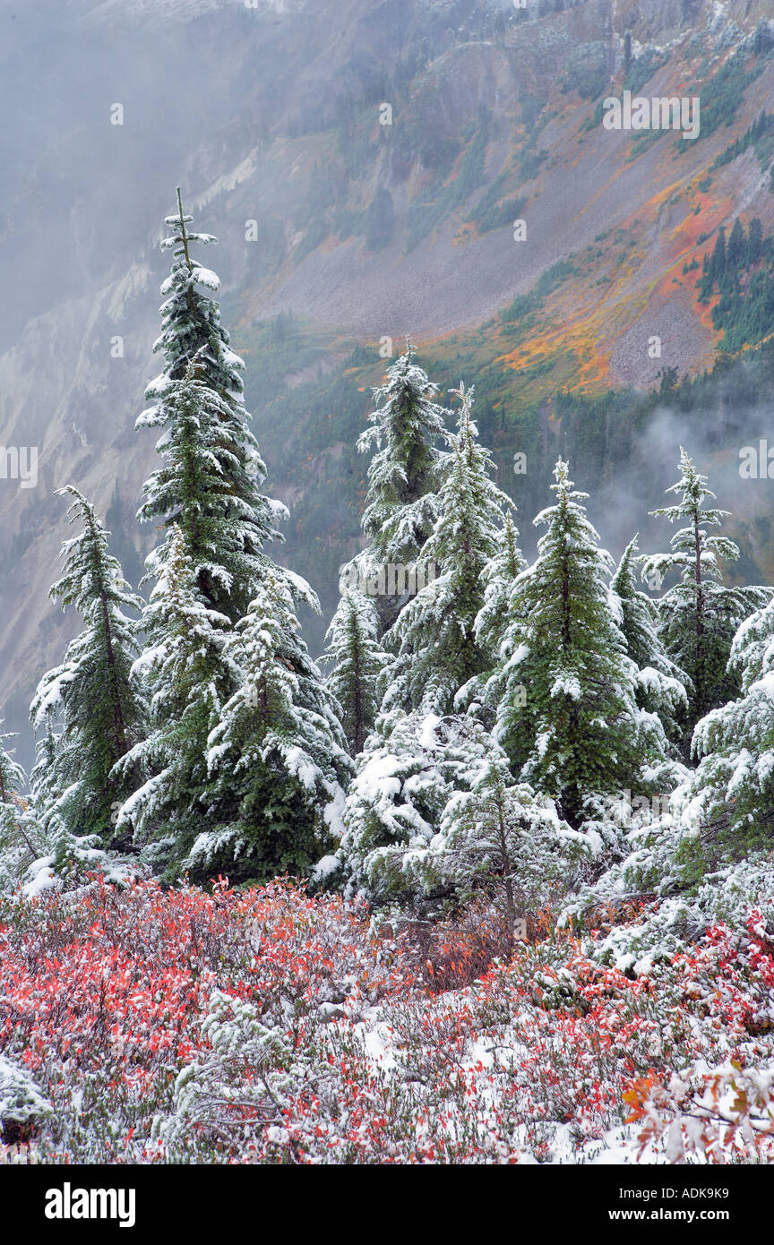 Hemlock trees with huckleberry in fall color and first snow of fall Mt Baker Wilderness Washington Stock Photo