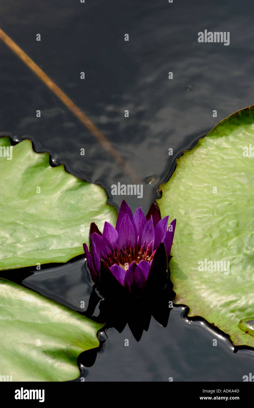 Deep purple water lily nympheaceae and bud with lily pad in quiet pool Stock Photo