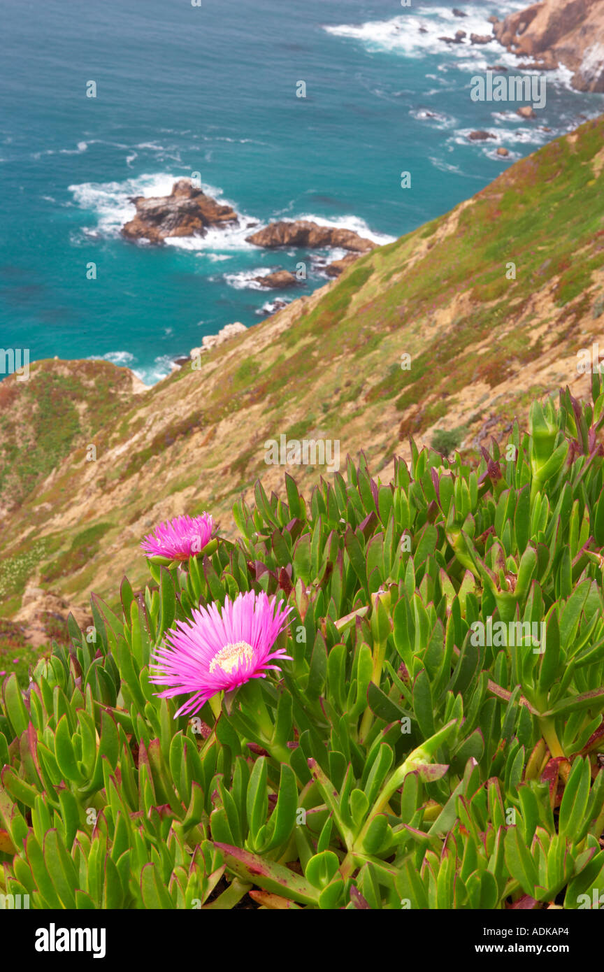 Blooming ice plants and fence with ocean Point Reyes National Seashore ...