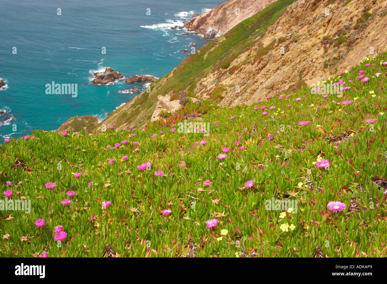 Point Reyes Spring Flowers Point reyes national seas hi-res stock photography and images - Alamy