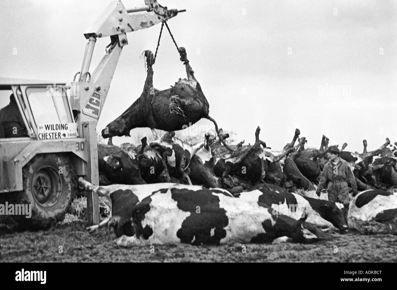 Foot and mouth disease cattle Black and White Stock Photos & Images Alamy