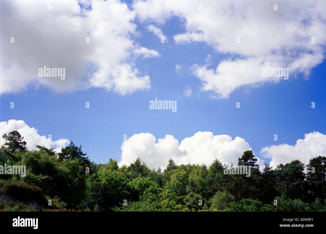 forest with blue sky and clouds Stock Photo - Alamy