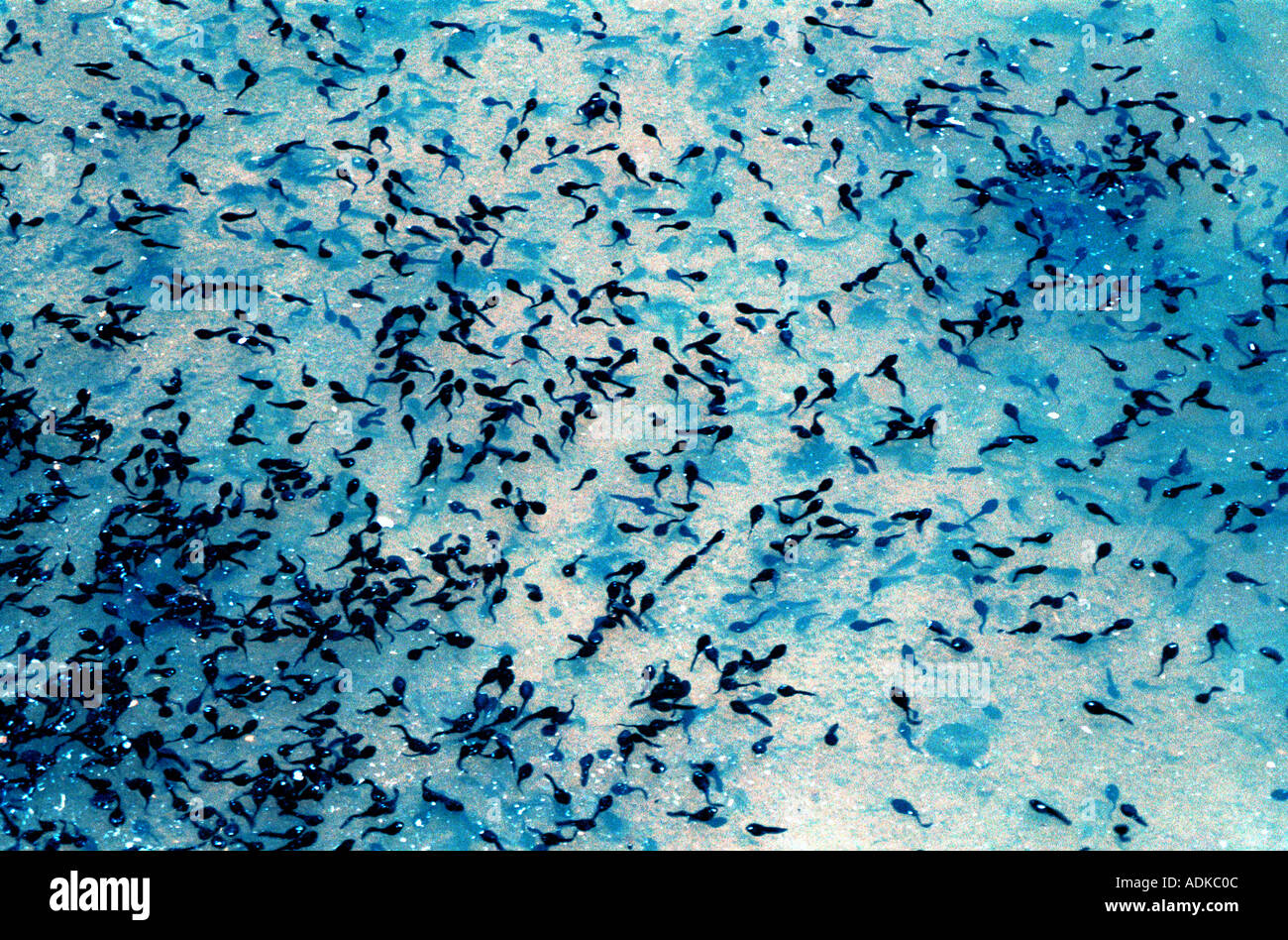tadpoles in pond Stock Photo - Alamy
