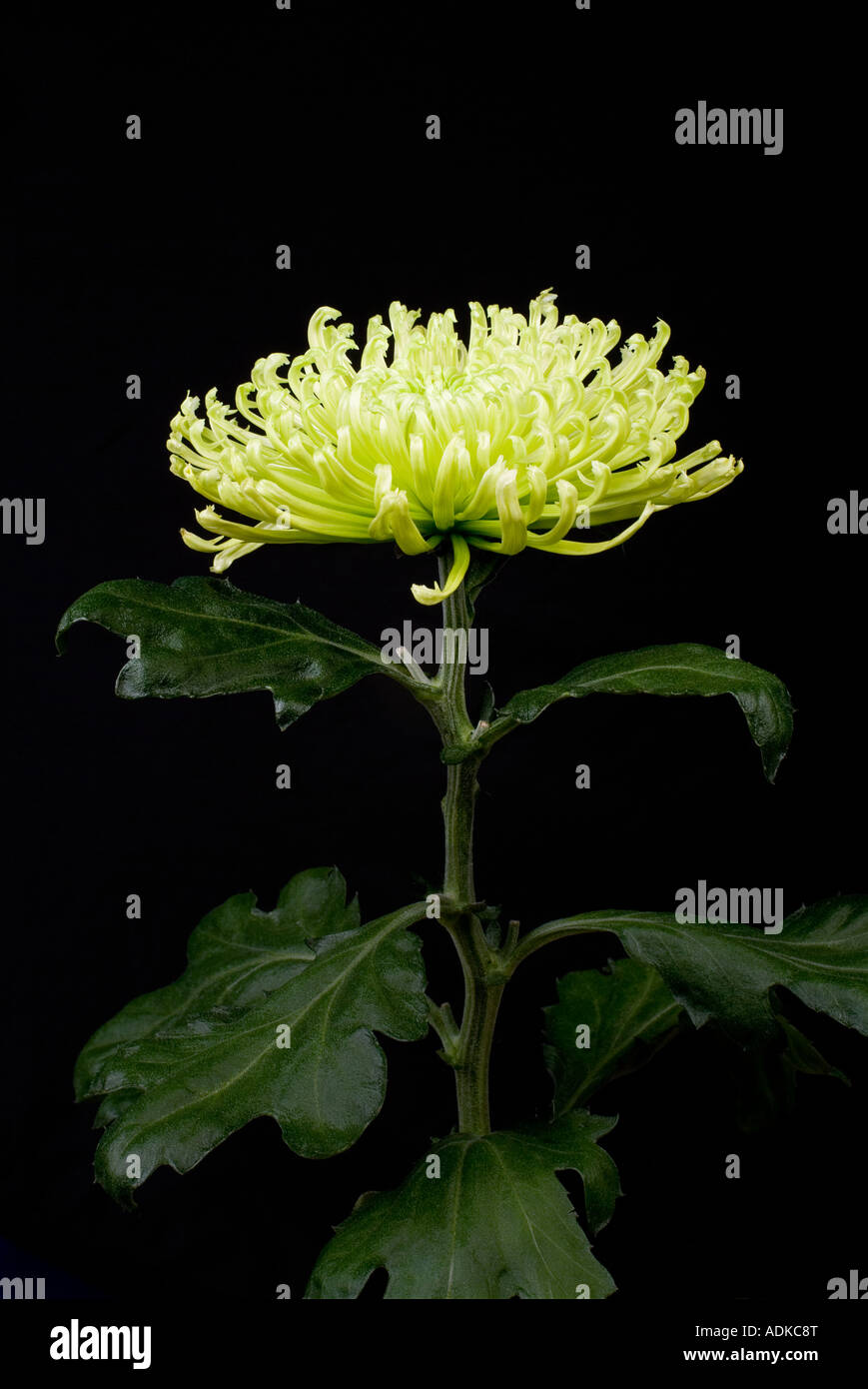 Portrait of a lime green spider chrysanthemum stock photo alamy
