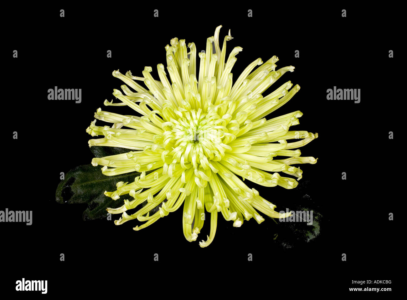 Lime green spider hi res stock photography and images alamy