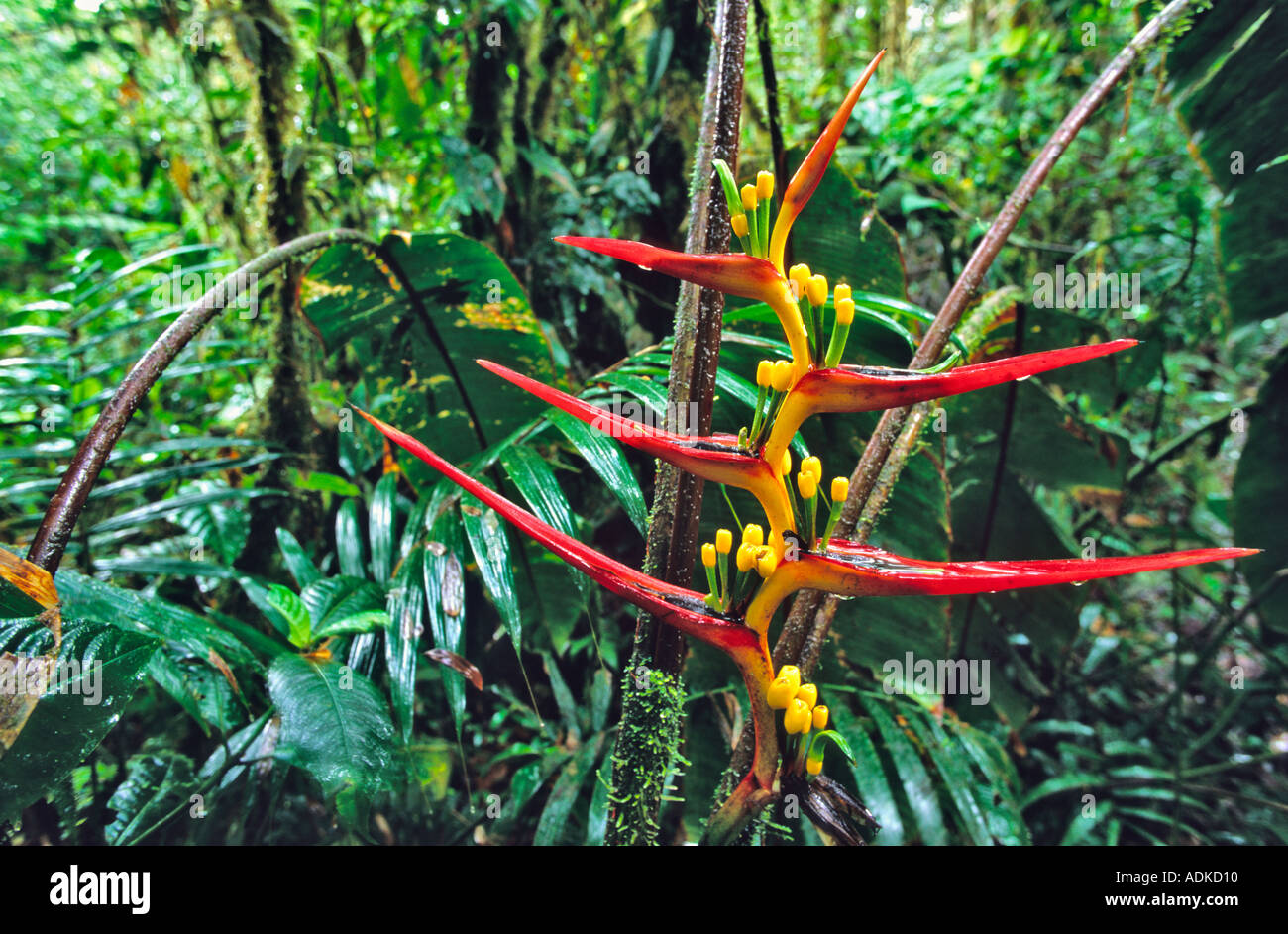 heliconia flower in montane rainforest cloud forest in the Andes of southern Colombia Stock Photo