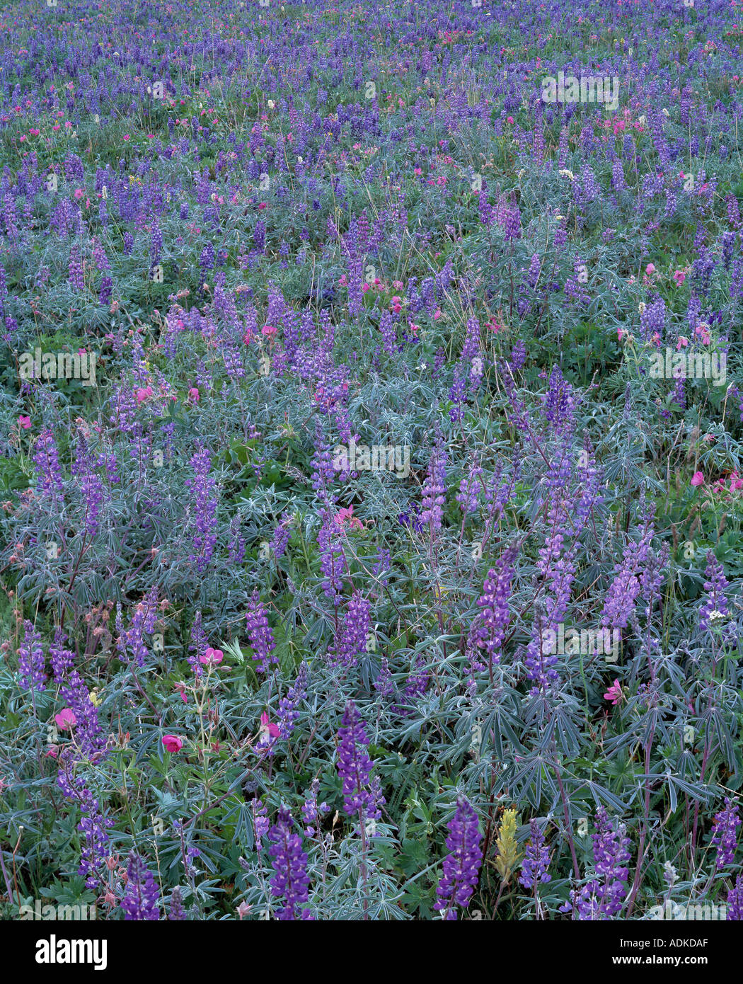 Purple flowers meadow hi-res stock photography and images - Alamy