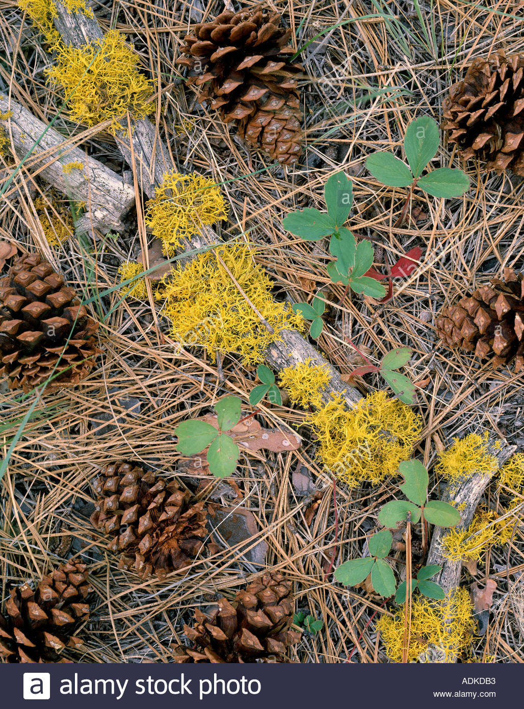 Pine Cones and Needles Stock Photo Alamy
