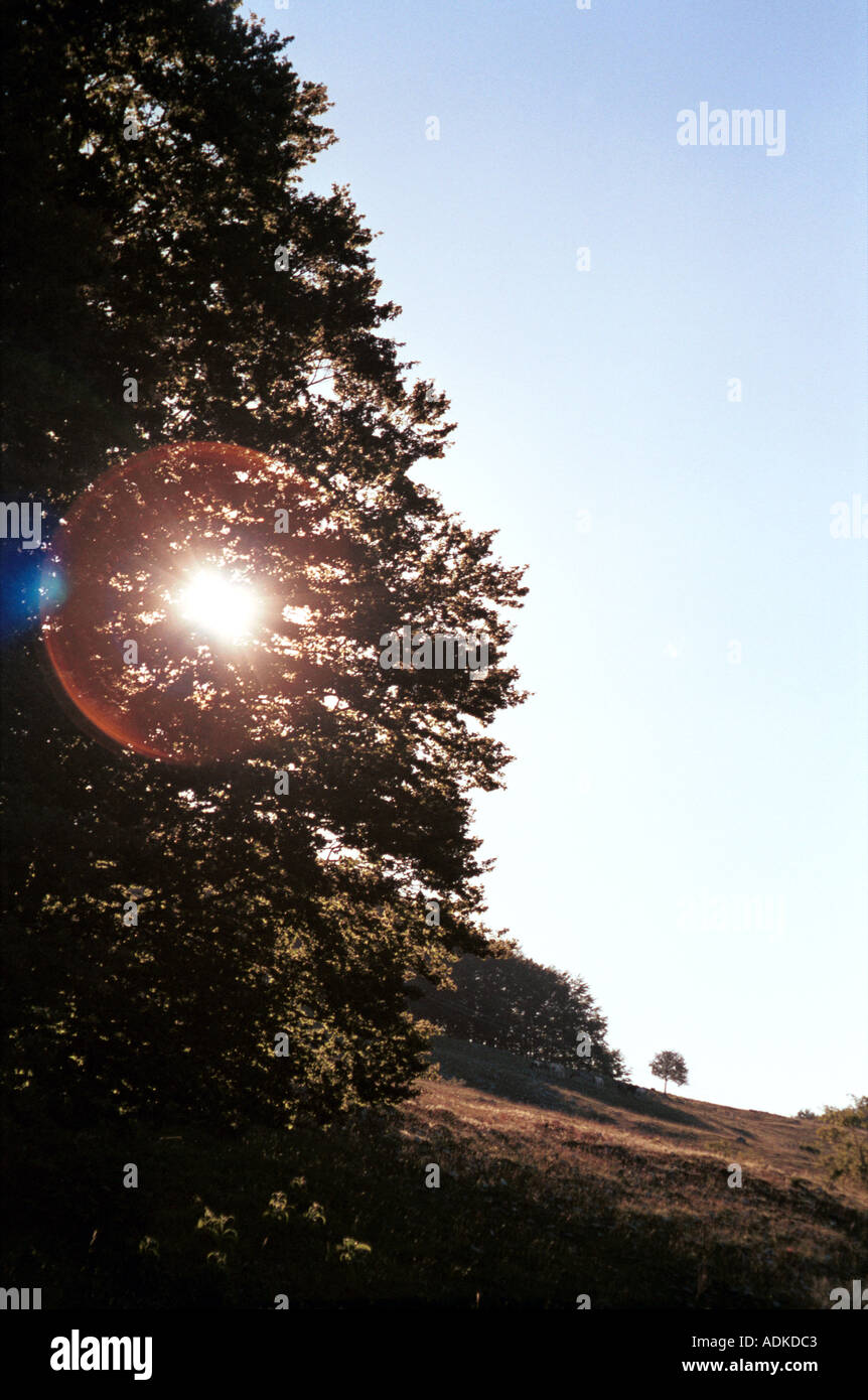 Breaking sun through thick tree hi-res stock photography and images - Alamy