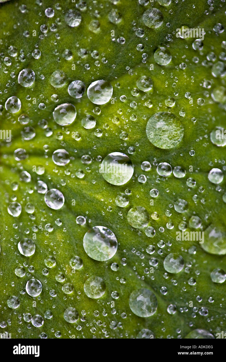 Raindrops beading on a hairy leaf Stock Photo