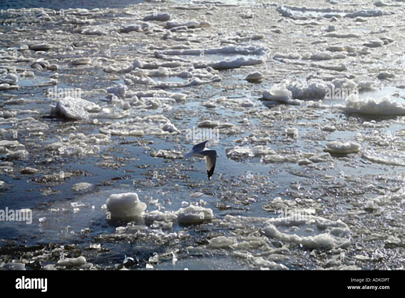 Seagull in New York bay in February Stock Photo