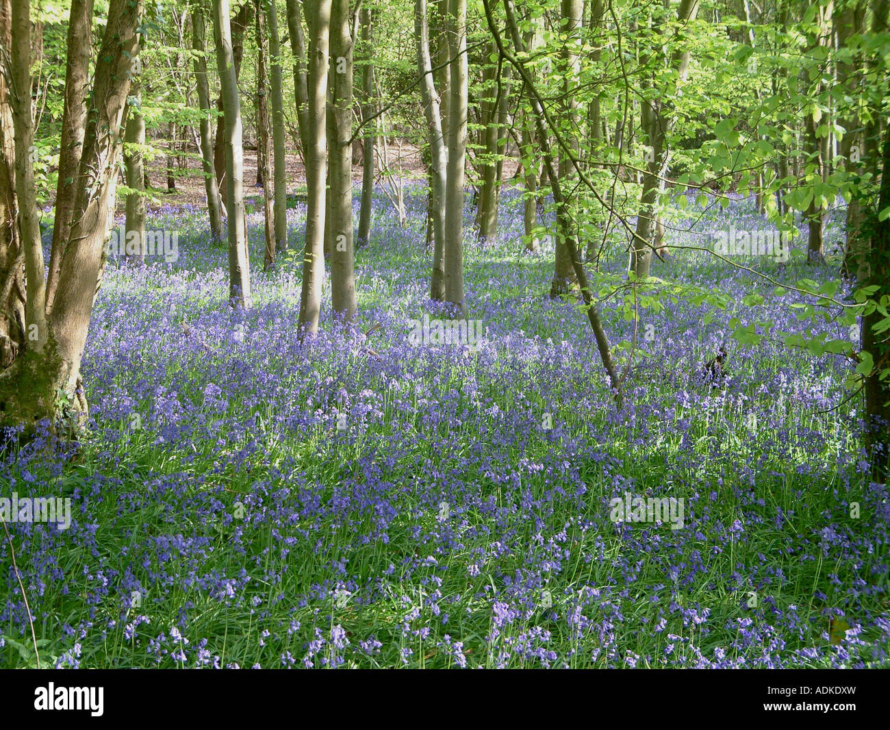 bluebells in woods, near West Ashling, West Sussex, England Stock Photo ...