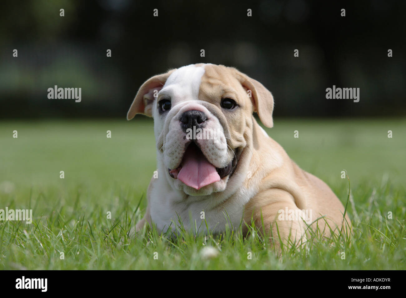 English Bulldog Puppy at 12 weeks old Stock Photo Alamy