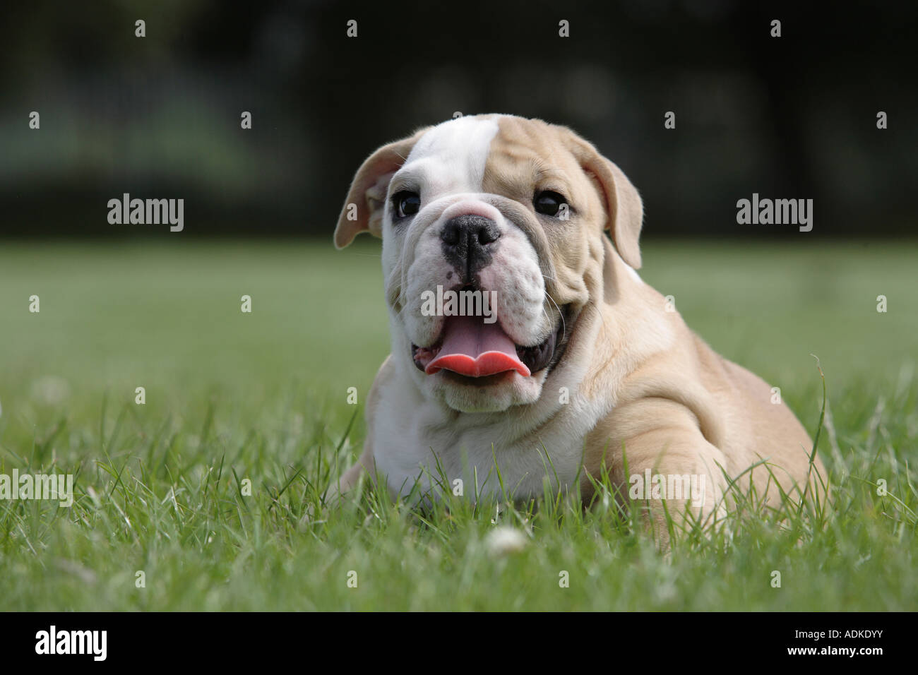 English Bulldog Puppy at 12 weeks old Stock Photo Alamy