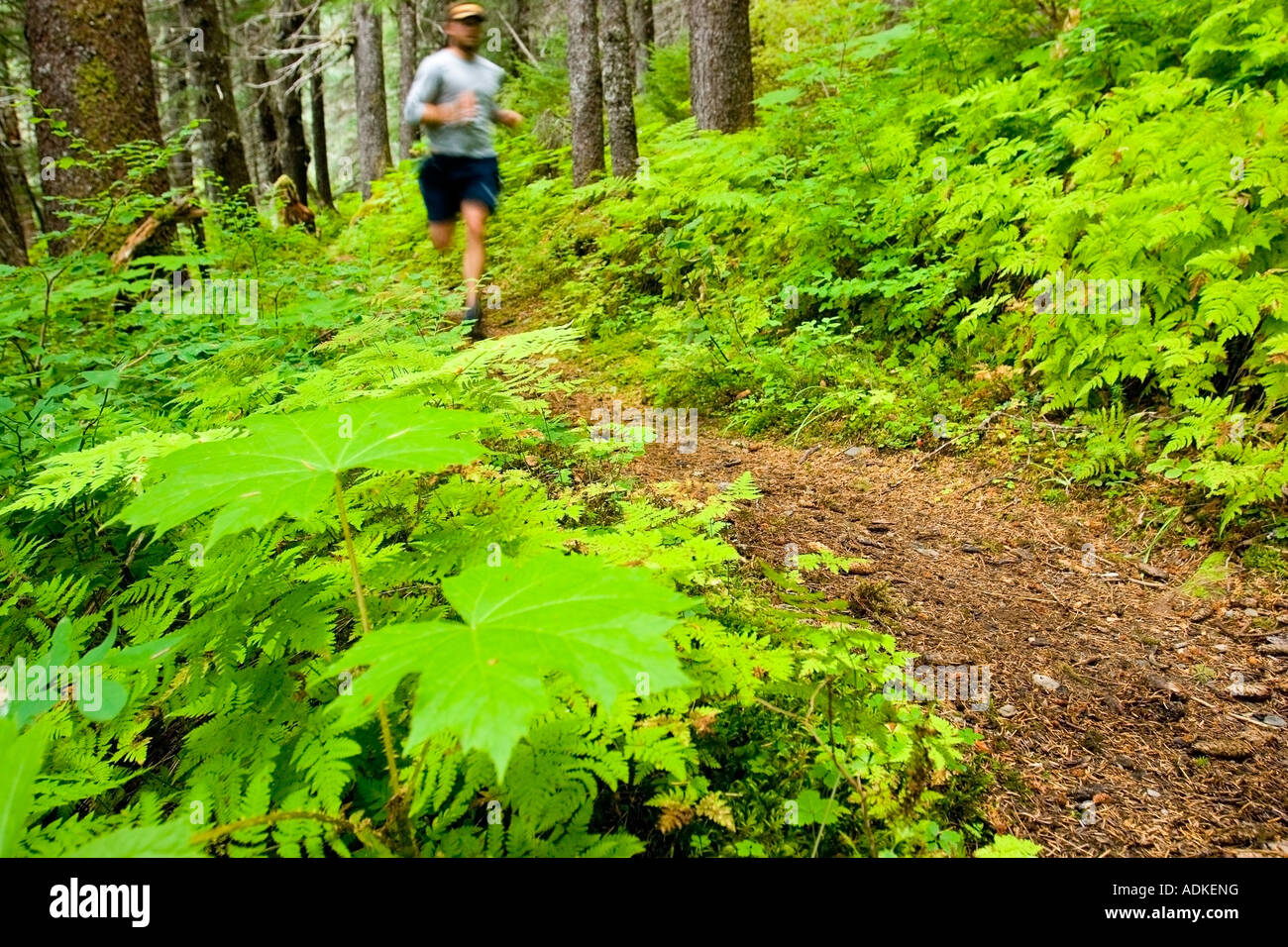 Man runs on the Resurrection River trail Chugach National Forest Alaska summer Stock Photo