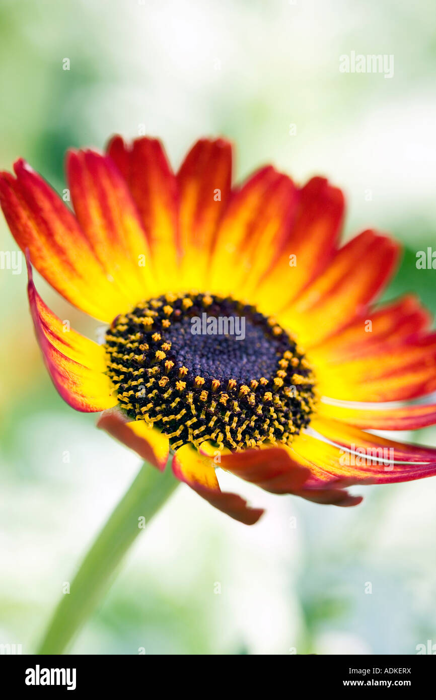 Chrysanthemum German Flag flower Stock Photo 13442749 Alamy