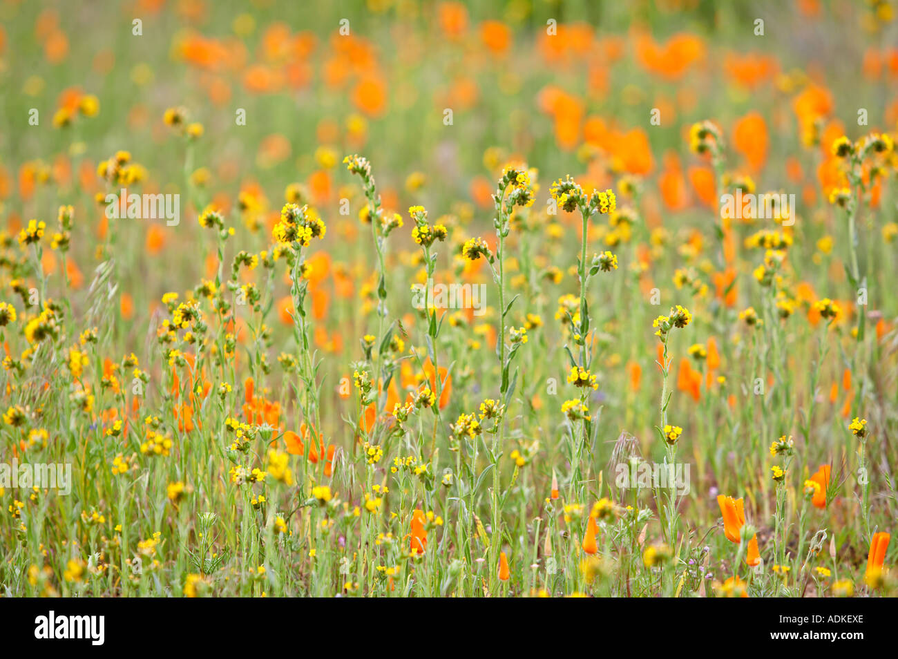 Yellow fiddleneck Amsincki tessellata with California Golden Poppy in background Antelope Valley California Stock Photo