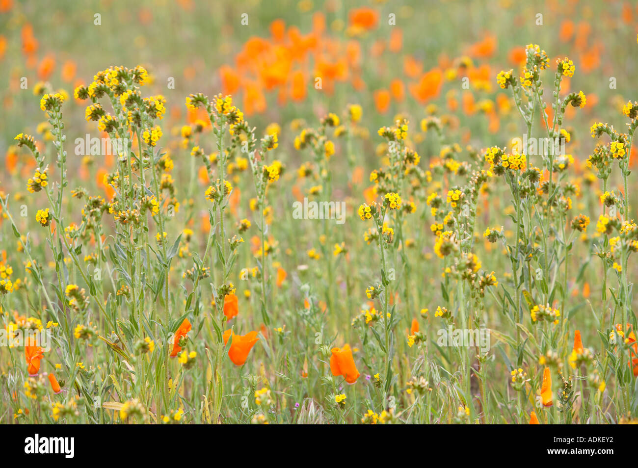 Yellow fiddleneck Amsincki tessellata with California Golden Poppy in background Antelope Valley California Stock Photo