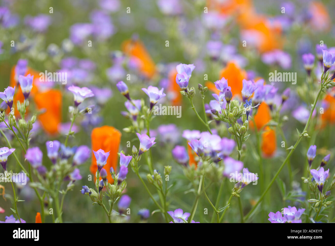 California Golden Poppies and unidentiefied blue flower Antelope Valley California Stock Photo