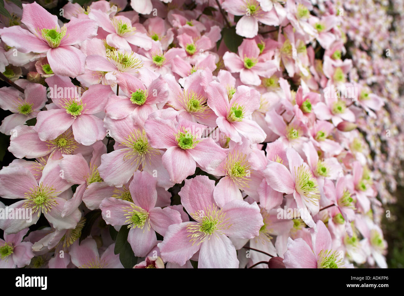 Clematis on fence Wilsonville Oregon Stock Photo
