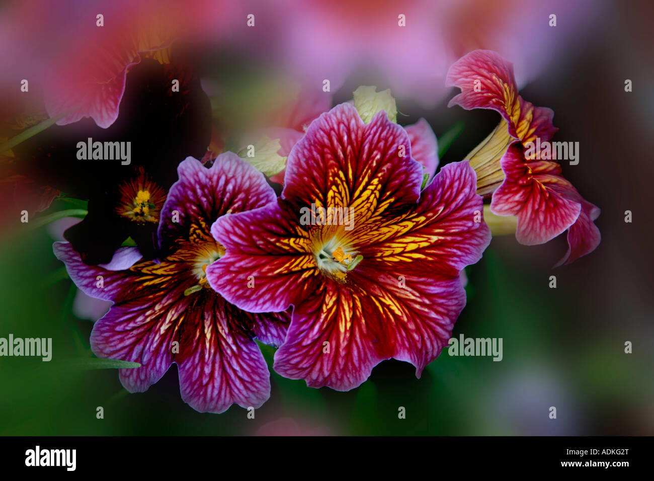 Pink with yellow patches flowers of 'Salpiglossis' on the blurred background Stock Photo