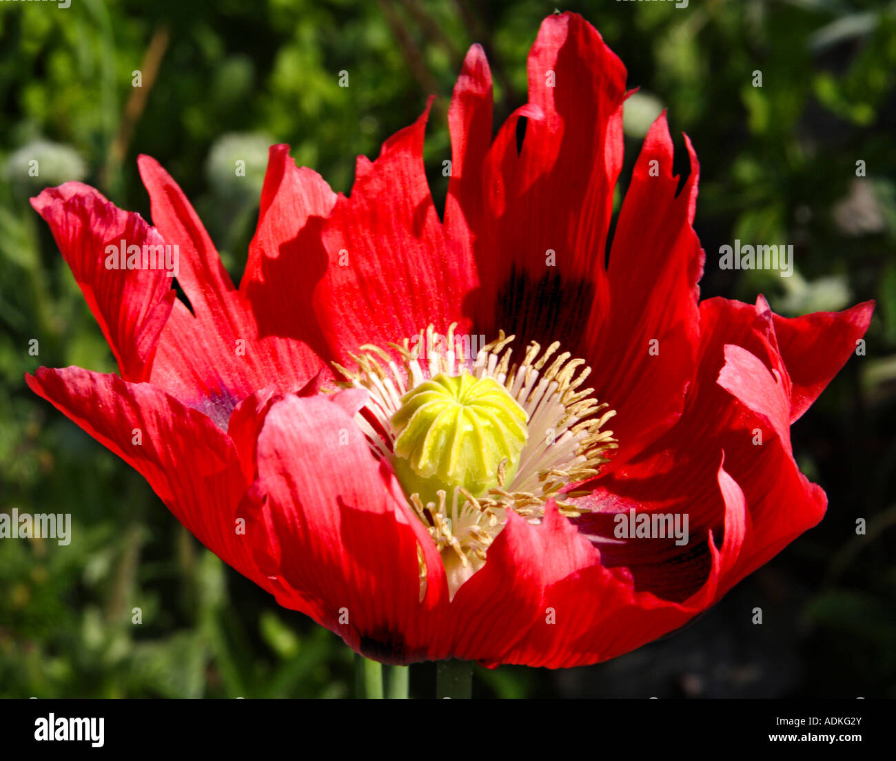 Poppy Flower with standing out of the background Stock Photo - Alamy