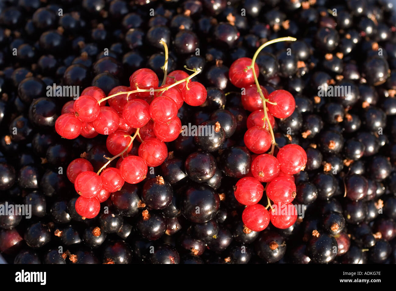 Freshly picked Blackcurrants redcurrants from Tibbs Farm Sussex England Stock Photo