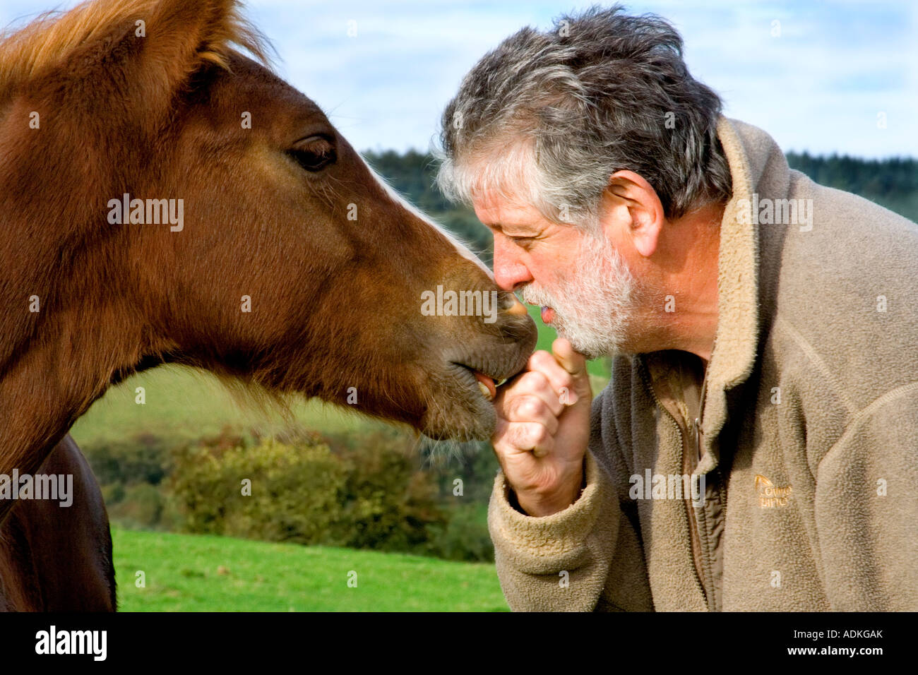 Man and a horse (red-haired Welsh Cob) in mid Wales Stock Photo