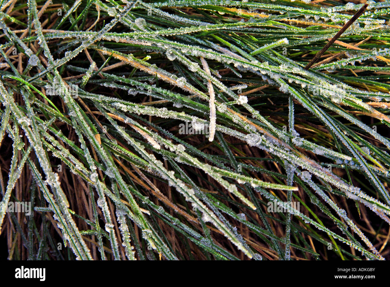 ornamental grass covered with frost Stock Photo Alamy