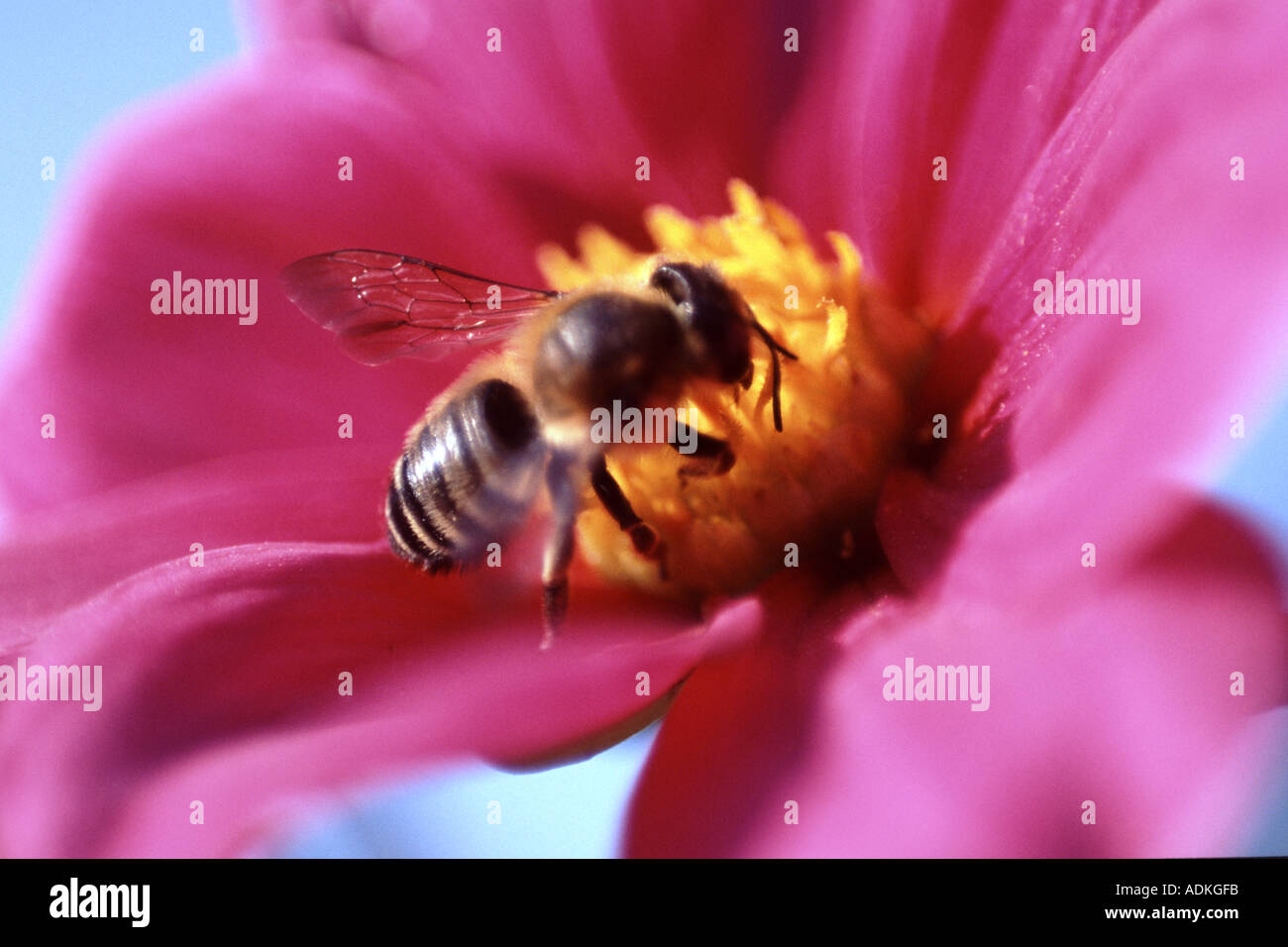 honey bee Apis mellifera adansonii Foraging for pollen on a cosmos blossom Stock Photo