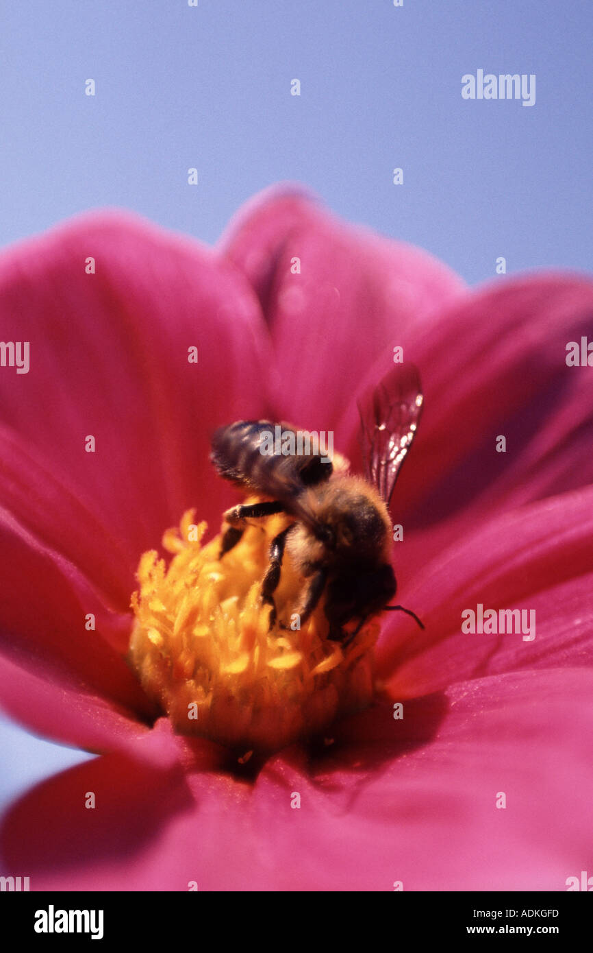 honey bee Apis mellifera adansonii Foraging for pollen on a cosmos blossom Stock Photo