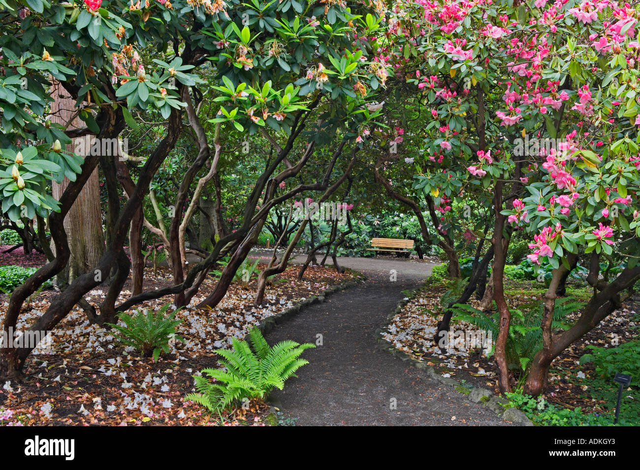 Path With Blooming Rhododendron And Bench Crystal Springs Stock