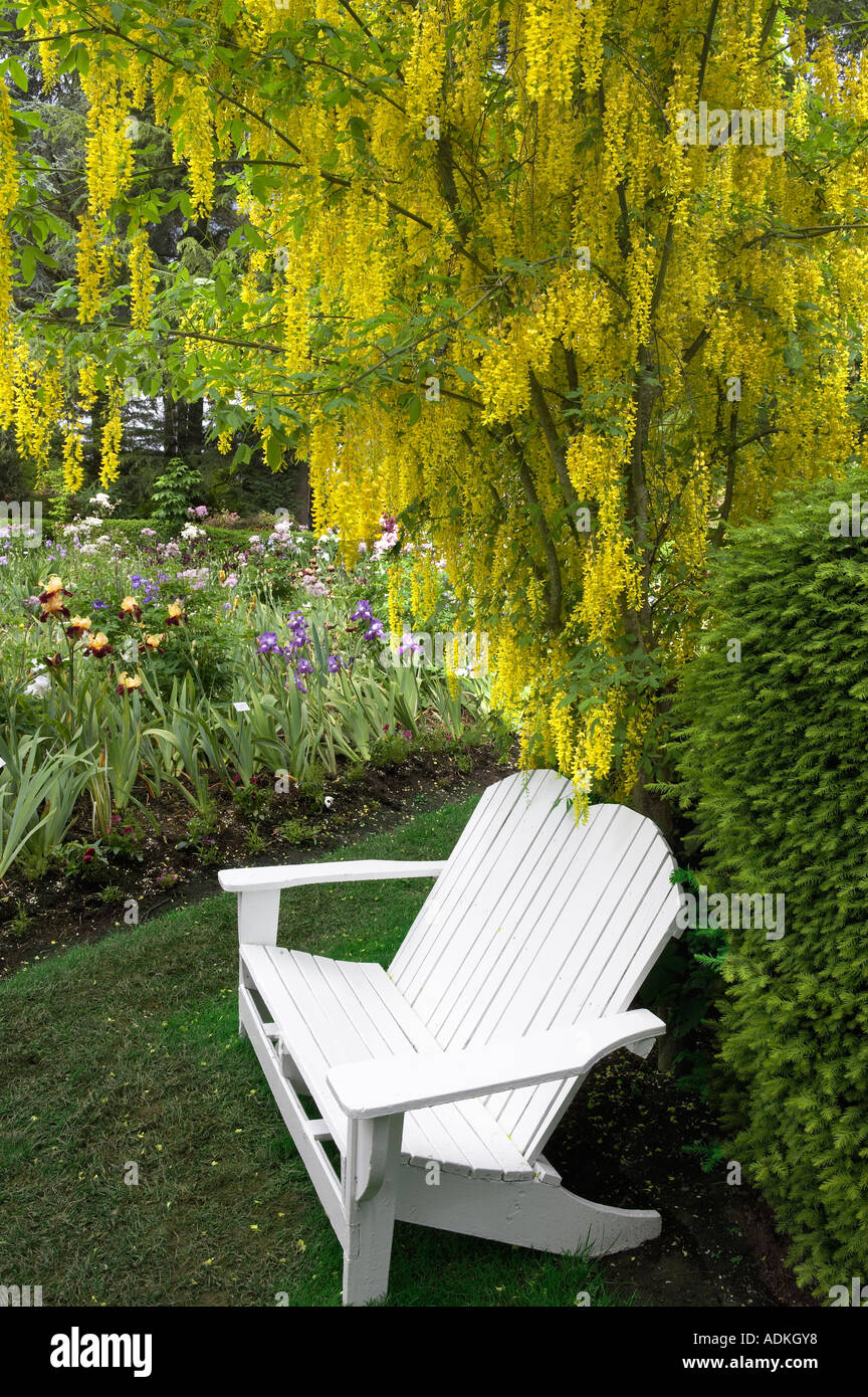 Bench and Golden Chain tree in Iris garden Schreiner s Iris Gardens Stock Photo