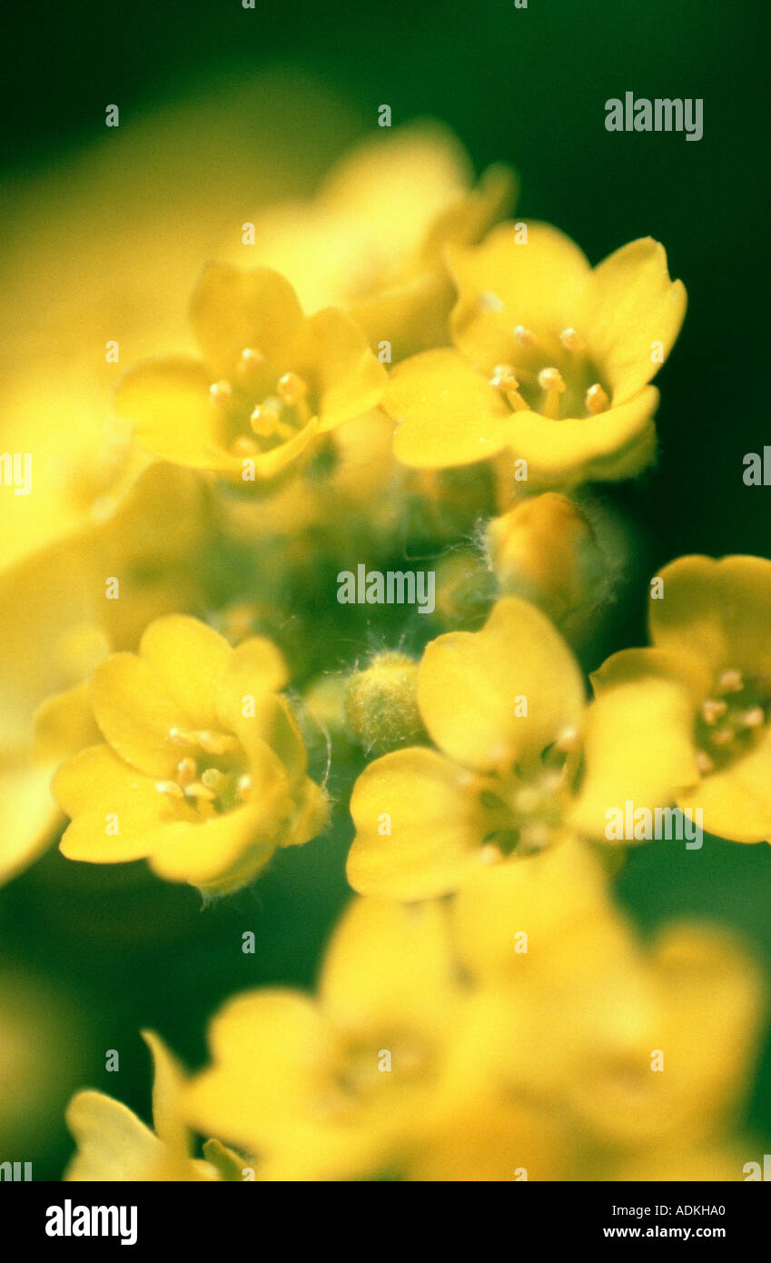aurinia saxatilis brassicaceae Stock Photo