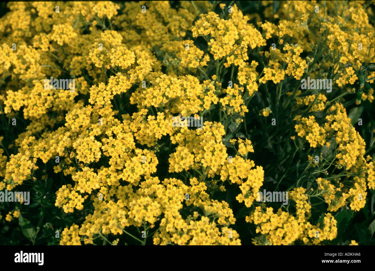 aurinia saxatilis brassicaceae Stock Photo
