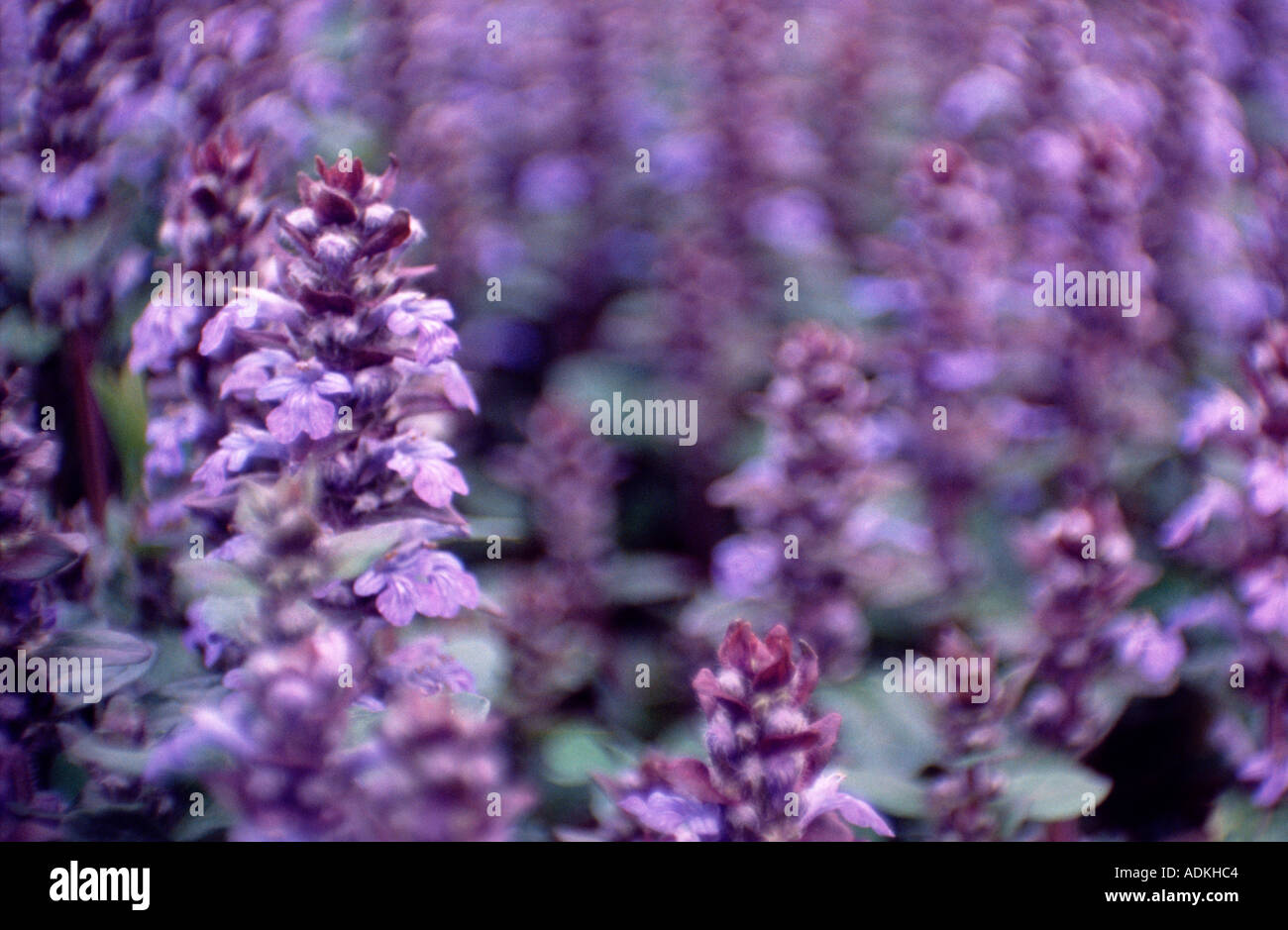 Ajuga reptans Stock Photo
