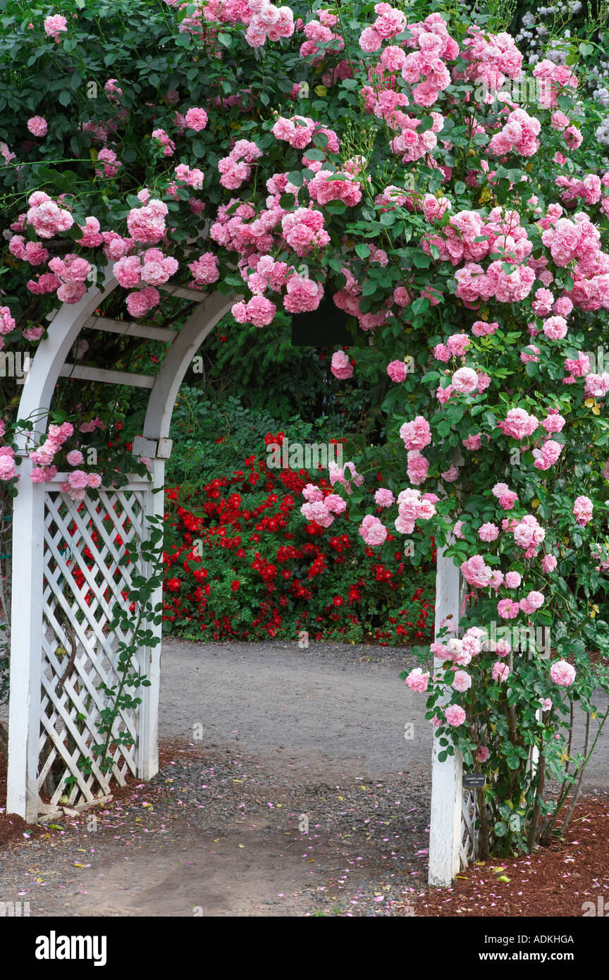 Rose arbor with Lavender Lassie Heirloom Gardens Oregon Stock Photo
