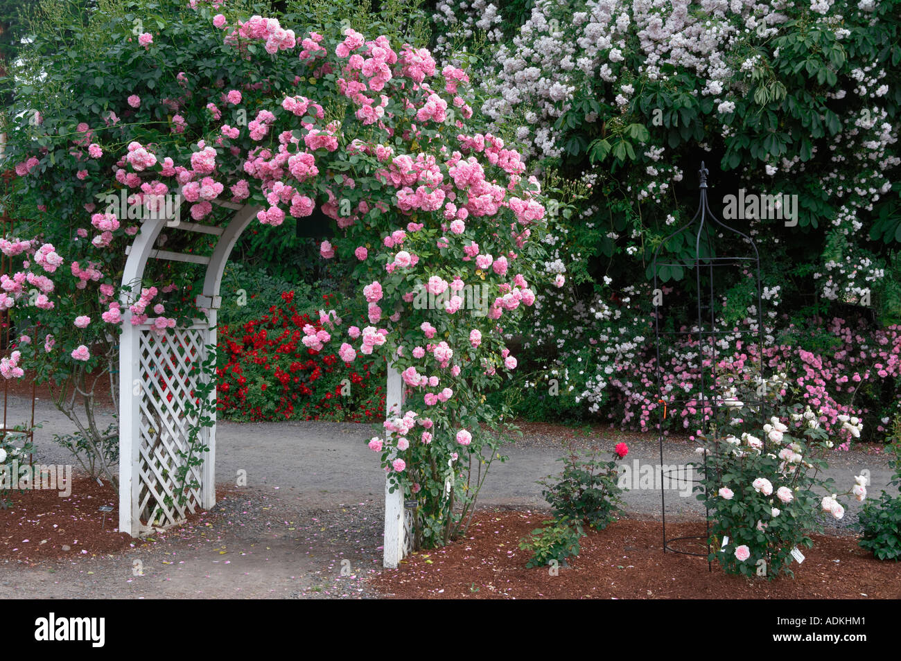 Rose arbor with Lavender Lassie Heirloom Gardens Oregon Stock Photo